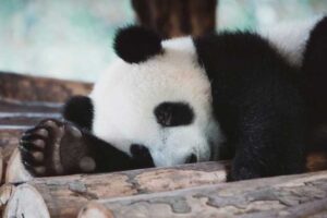 7-trucos-de-Pandas-con-aplicaciones